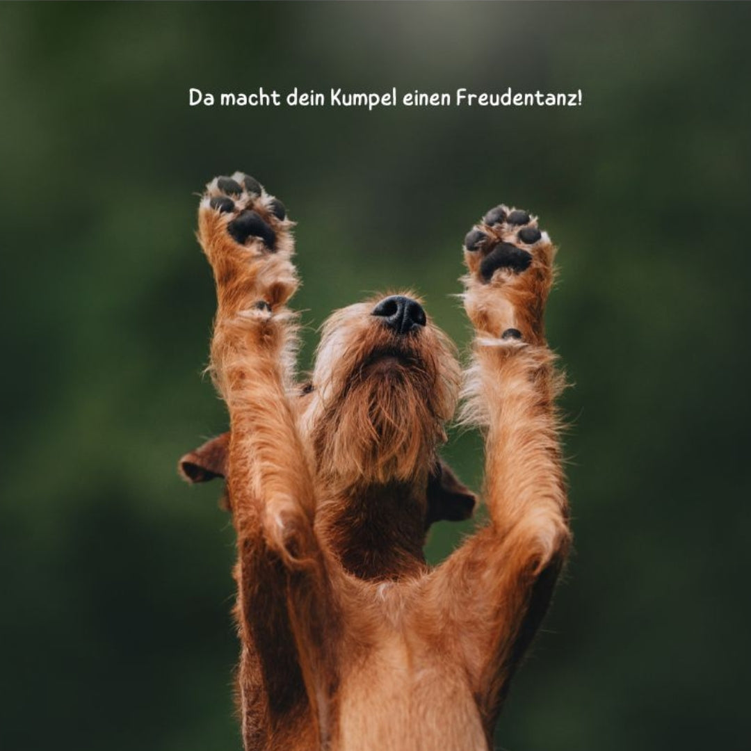 Wufflounge "PawLux" für schmerzfreie Pfotenpflege