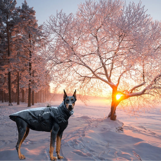 Wufflounge"WindGuard" Hundemantel Premium